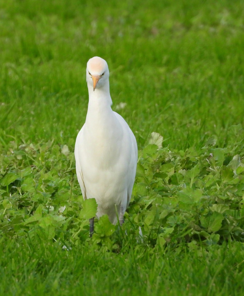 Héron garde-boeufs - ML647576733