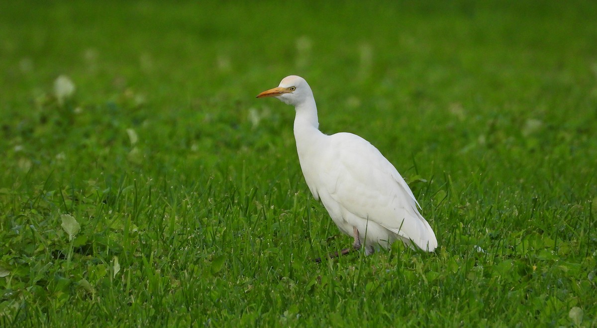 Héron garde-boeufs - ML647576737