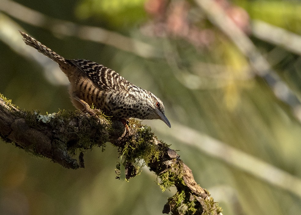 Band-backed Wren - ML647576763