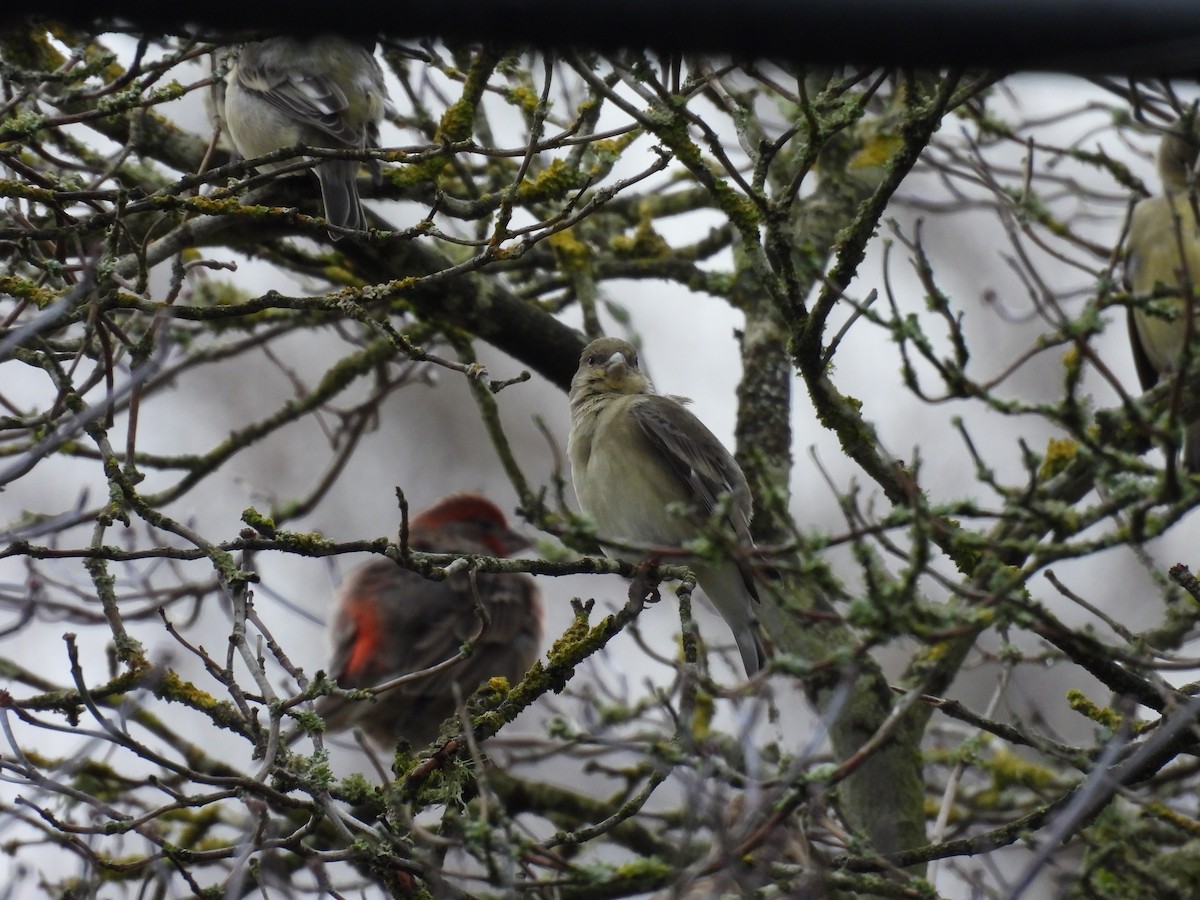 Lesser Goldfinch - ML647576768