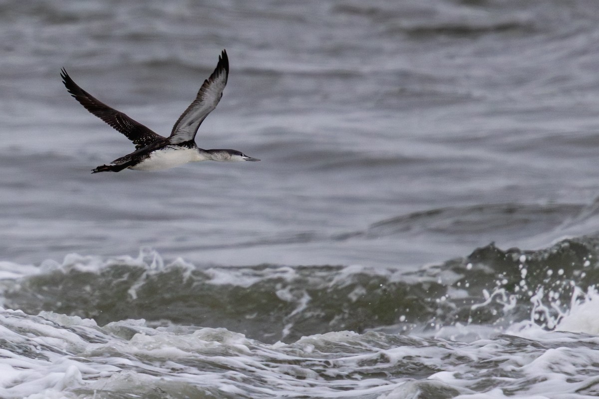 紅喉潛鳥 - ML647576769