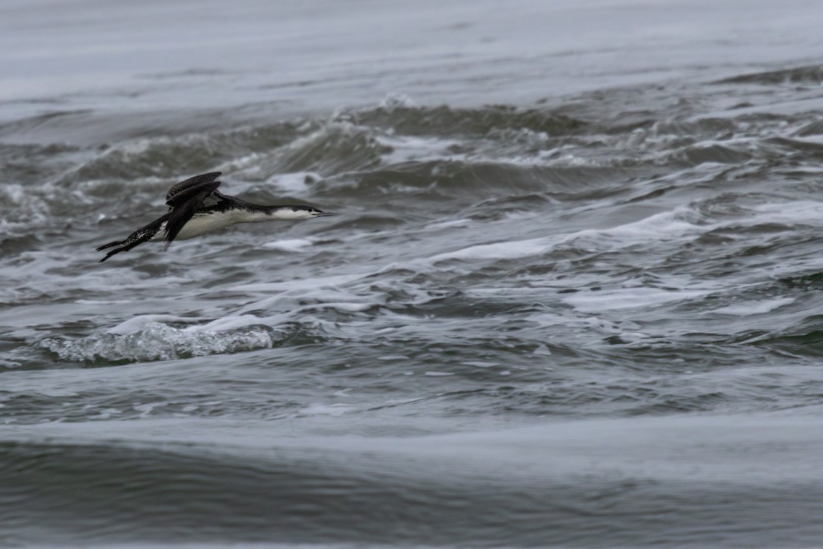 紅喉潛鳥 - ML647576771