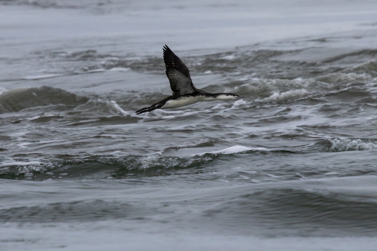 紅喉潛鳥 - ML647576772