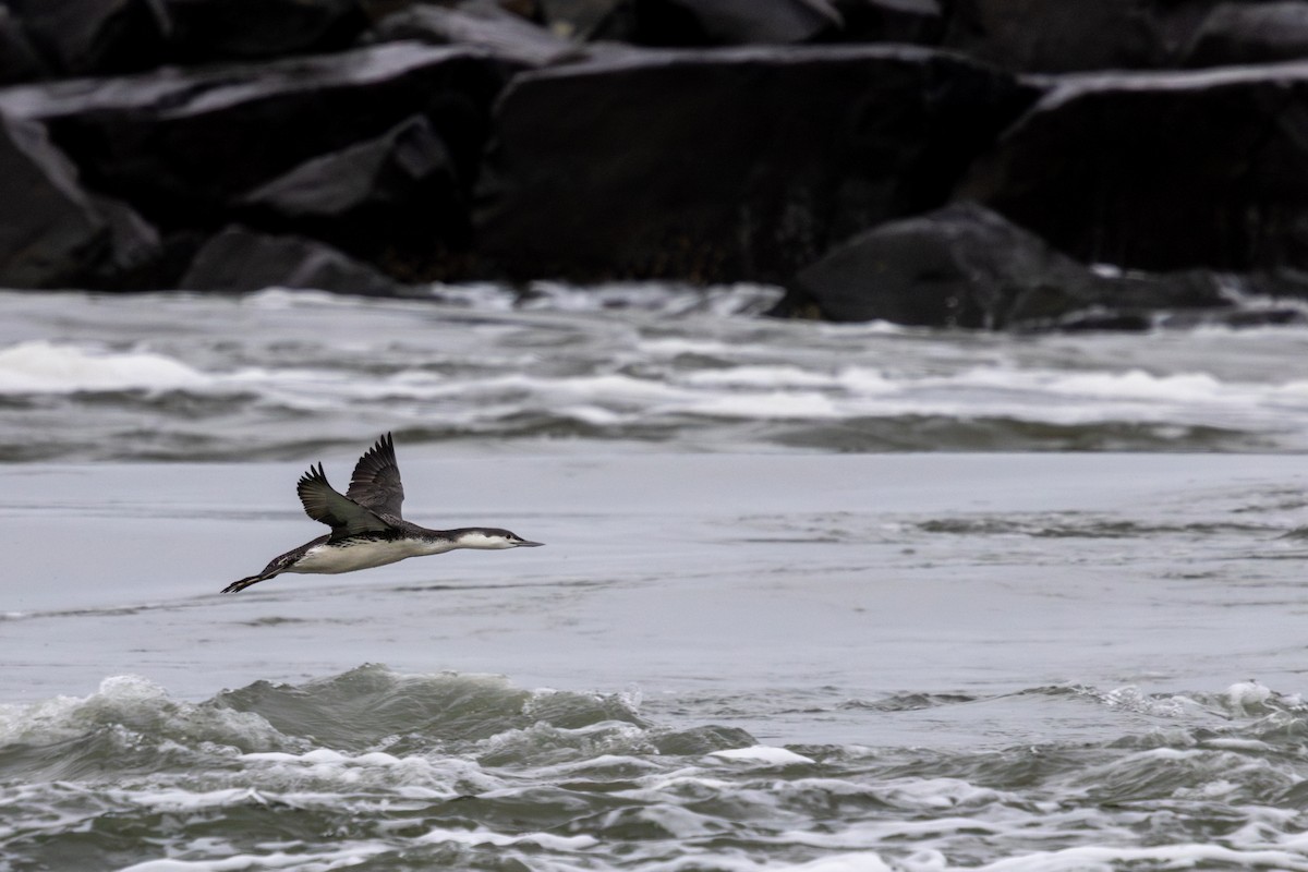 紅喉潛鳥 - ML647576773