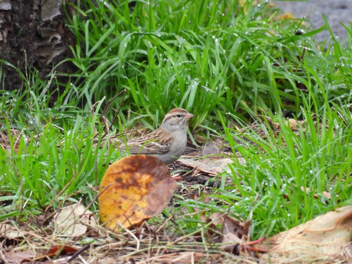 Chipping Sparrow - ML647576780