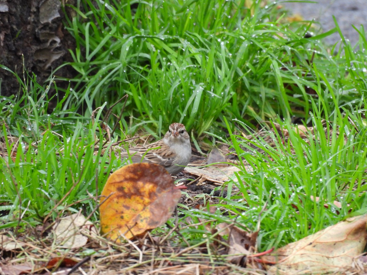 Chipping Sparrow - ML647576782