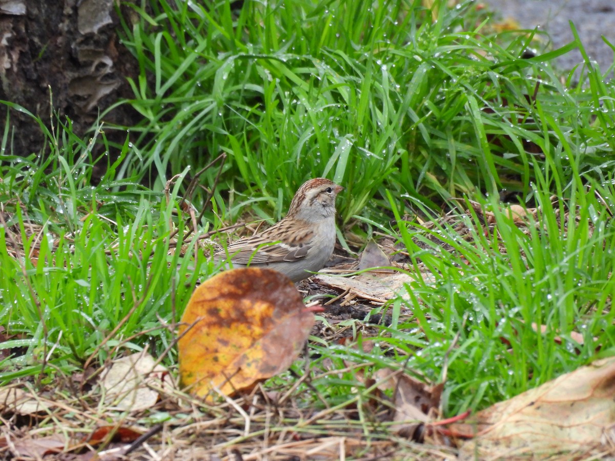 Chipping Sparrow - ML647576784