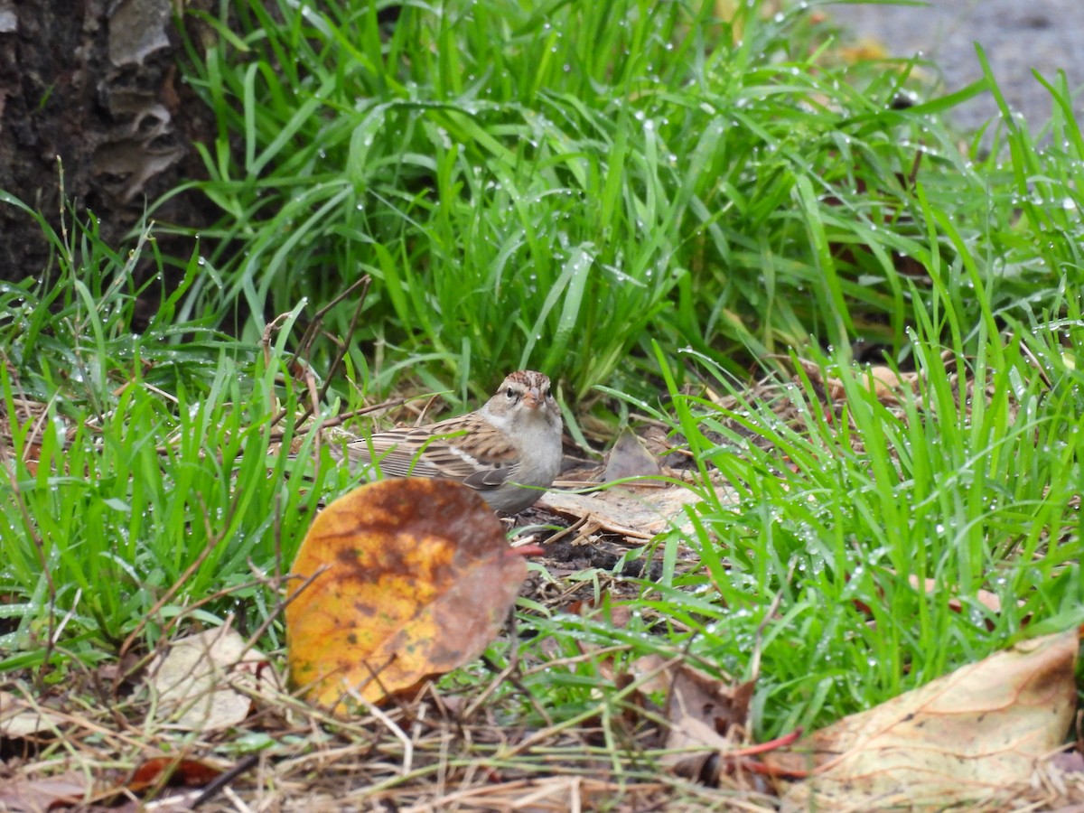 Chipping Sparrow - ML647576785