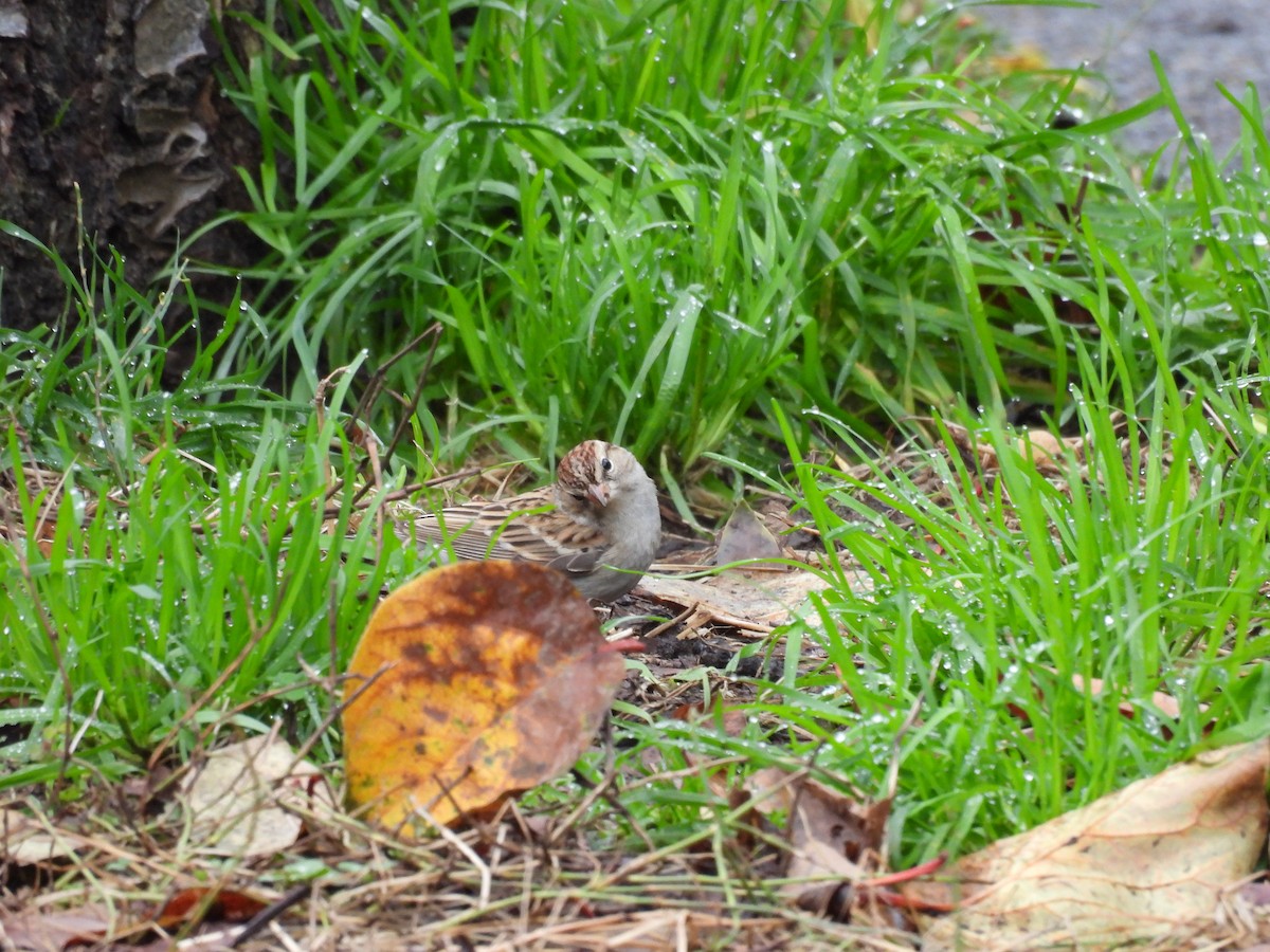 Chipping Sparrow - ML647576786