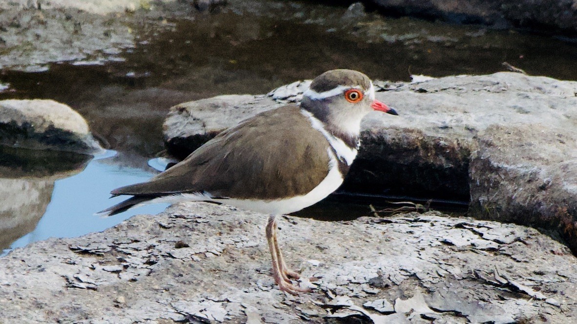 Трёхполосый зуёк - ML647576795