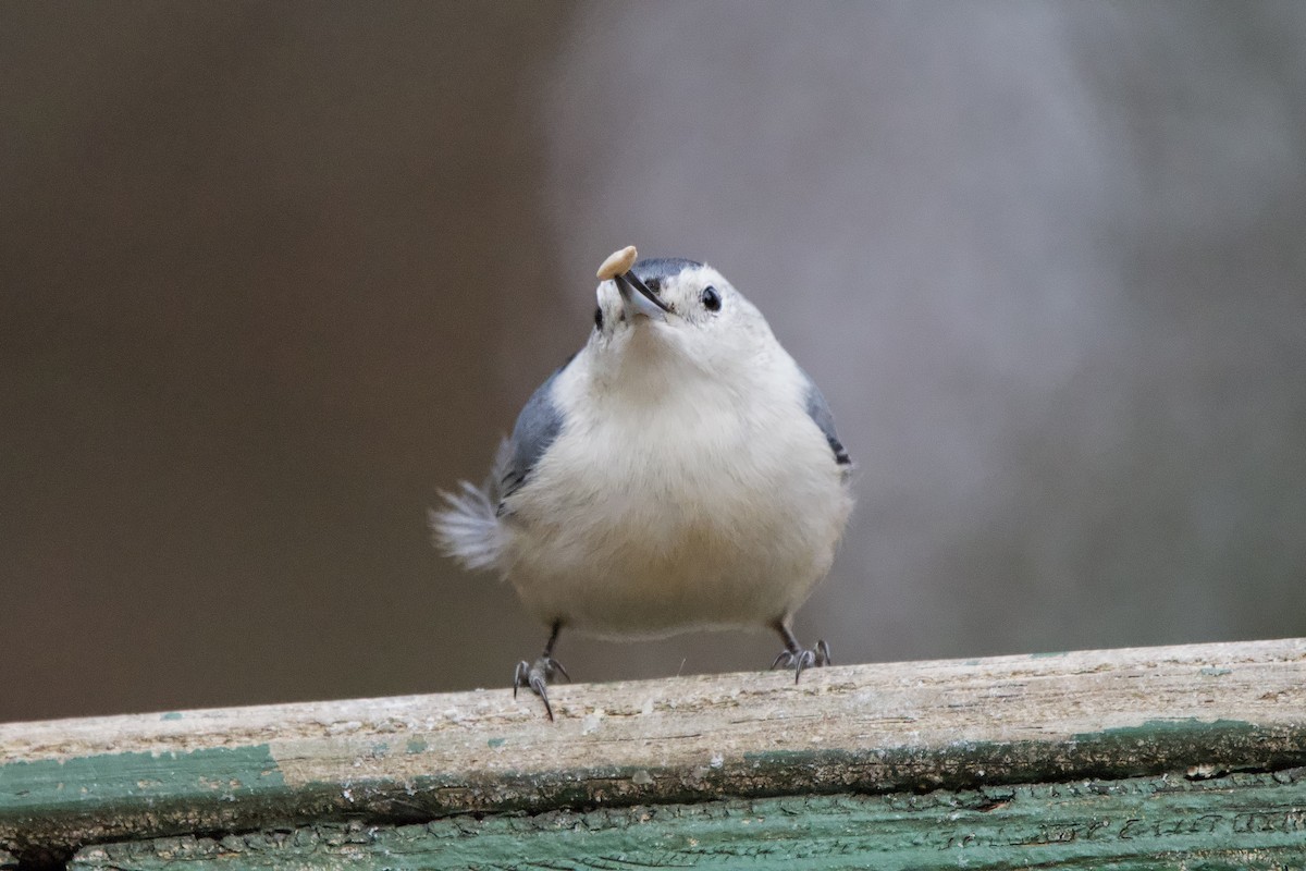 Sittelle à poitrine blanche - ML647576816