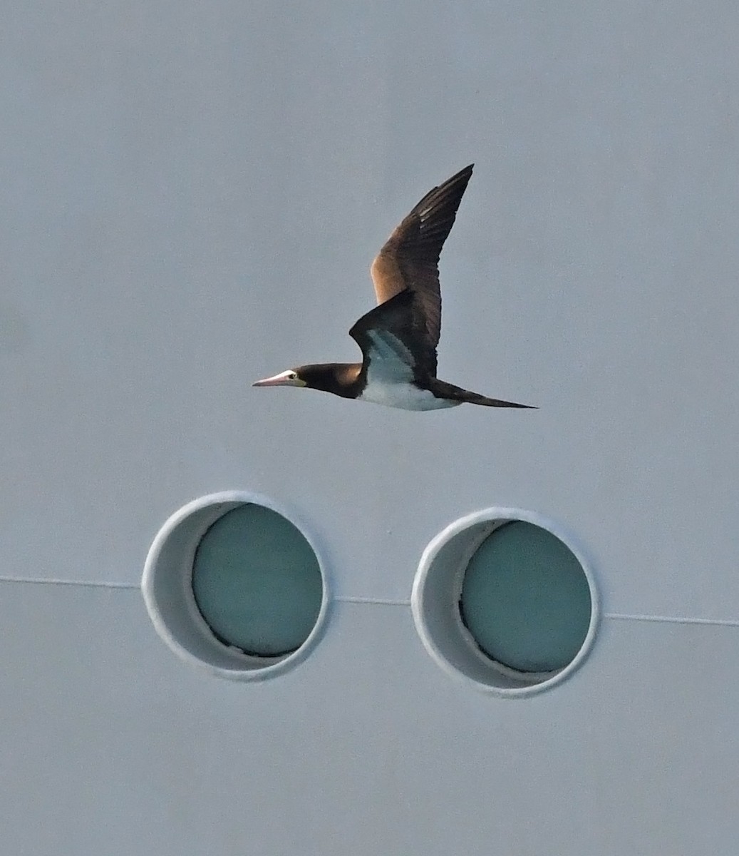 Brown Booby - ML647576818