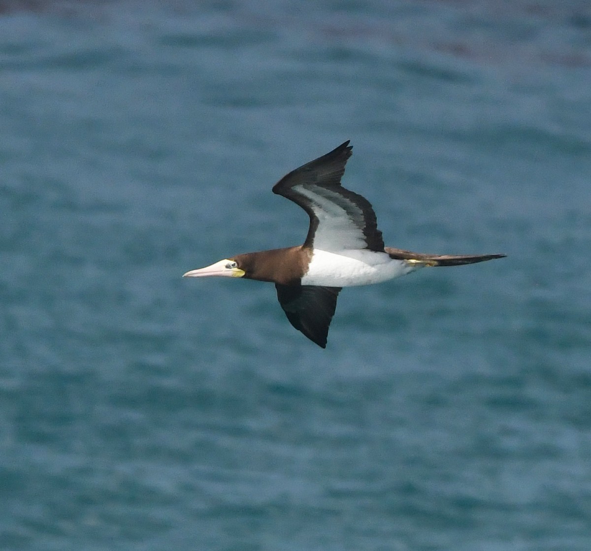 Brown Booby - ML647576819