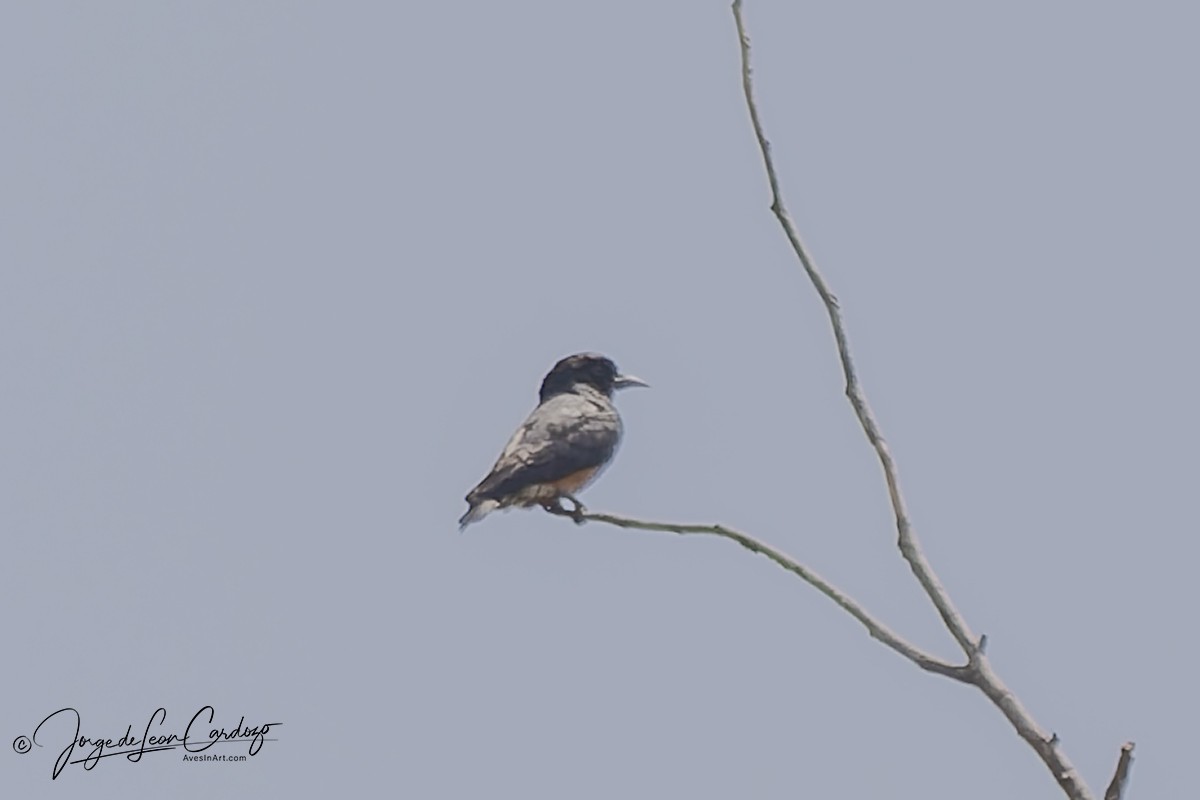 Swallow-winged Puffbird - ML647576829