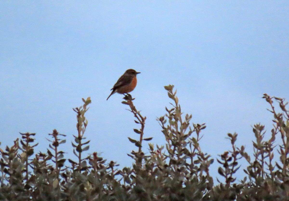 Tarier pâtre - ML647576832