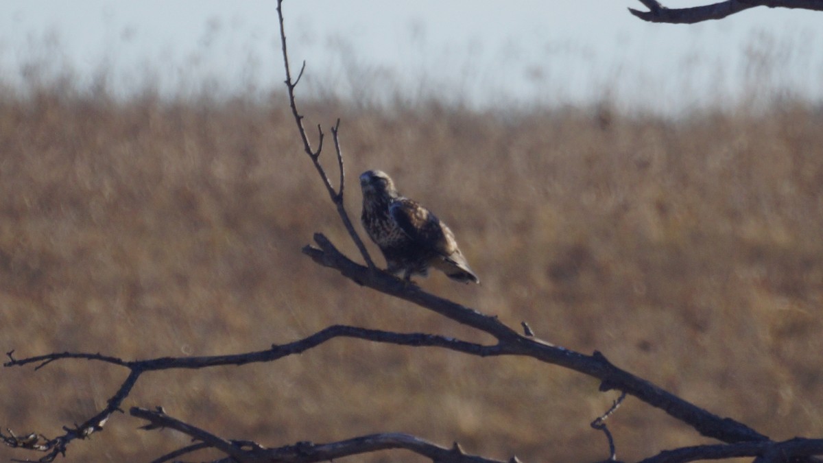 毛足鵟 - ML647576854