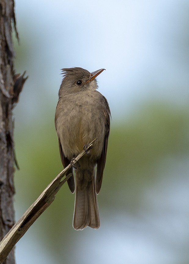 Greater Pewee - ML647576860