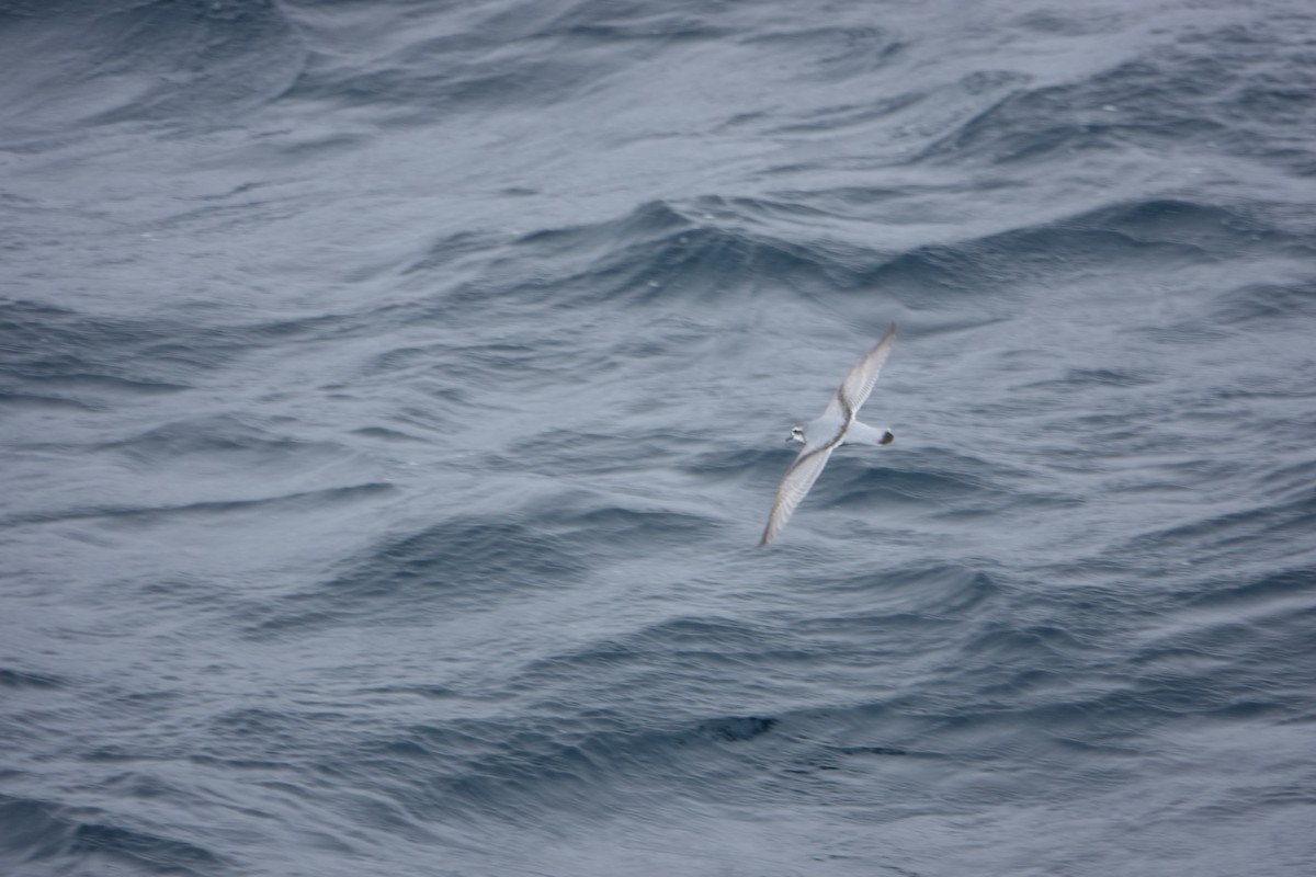 Antarktik Priyonu - ML647576866