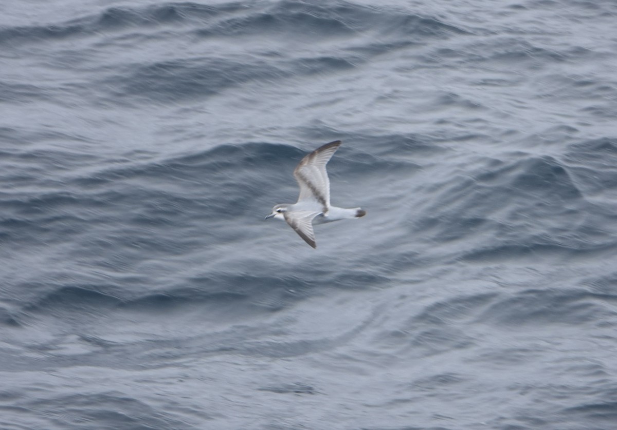 Antarktik Priyonu - ML647576867