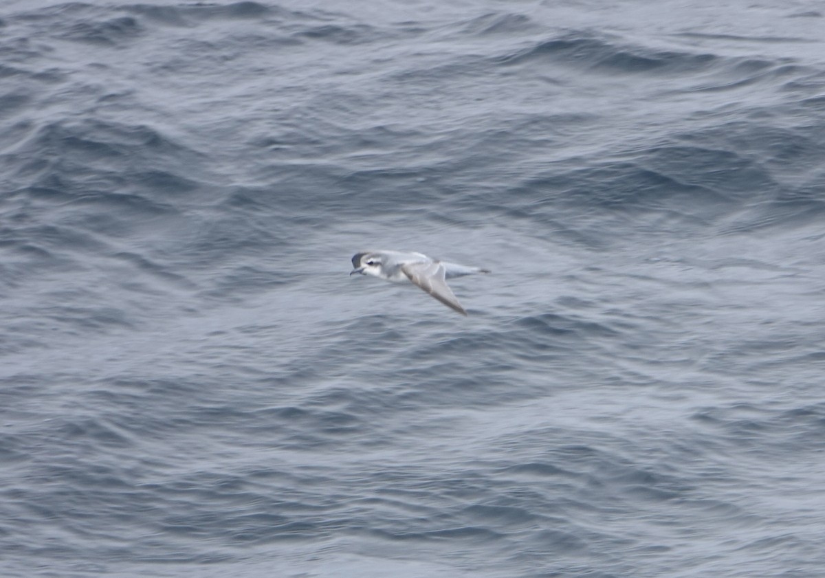 Antarktik Priyonu - ML647576870