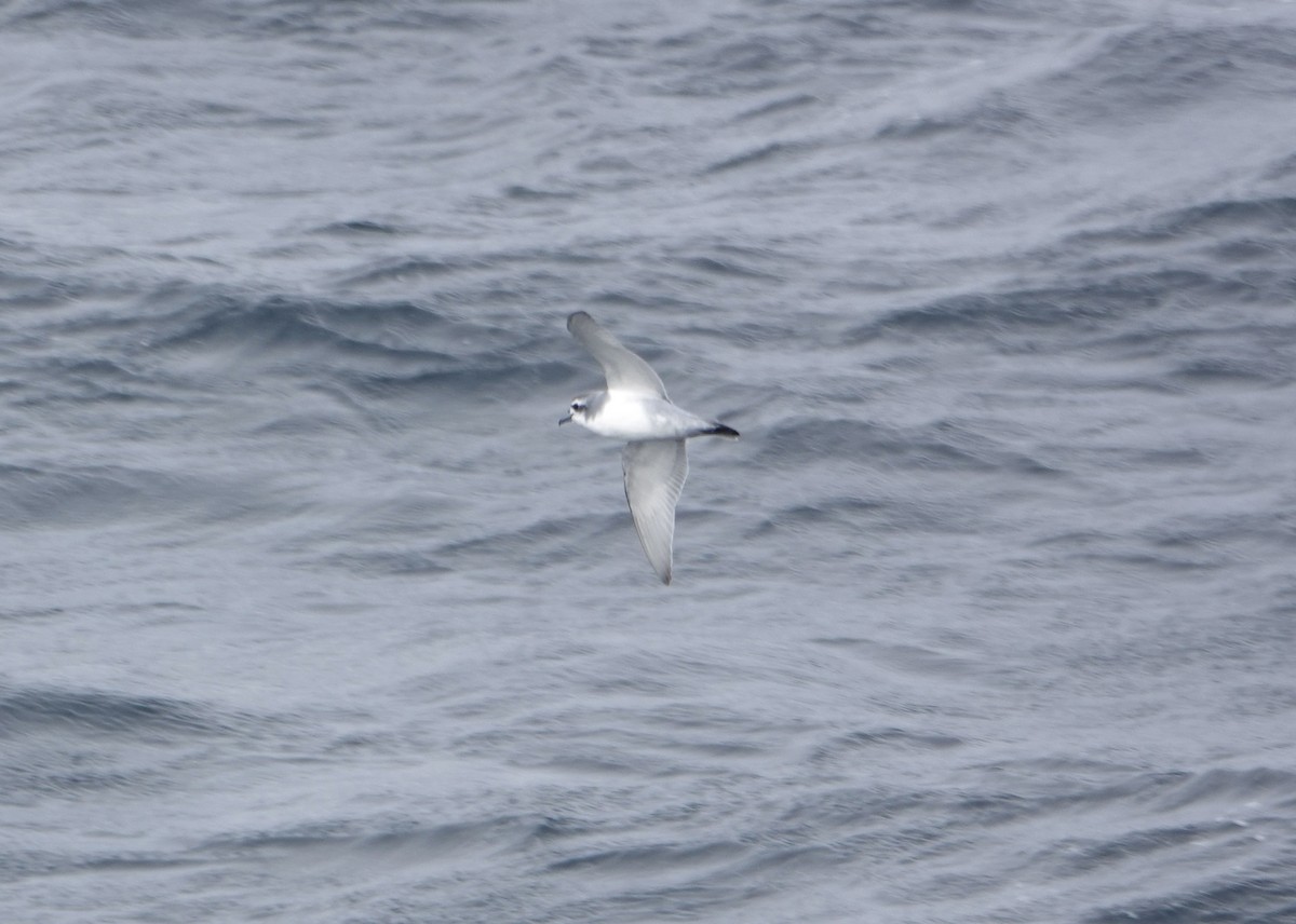 Antarktik Priyonu - ML647576871