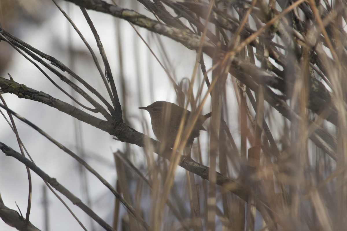 フユミソサザイ - ML647576874