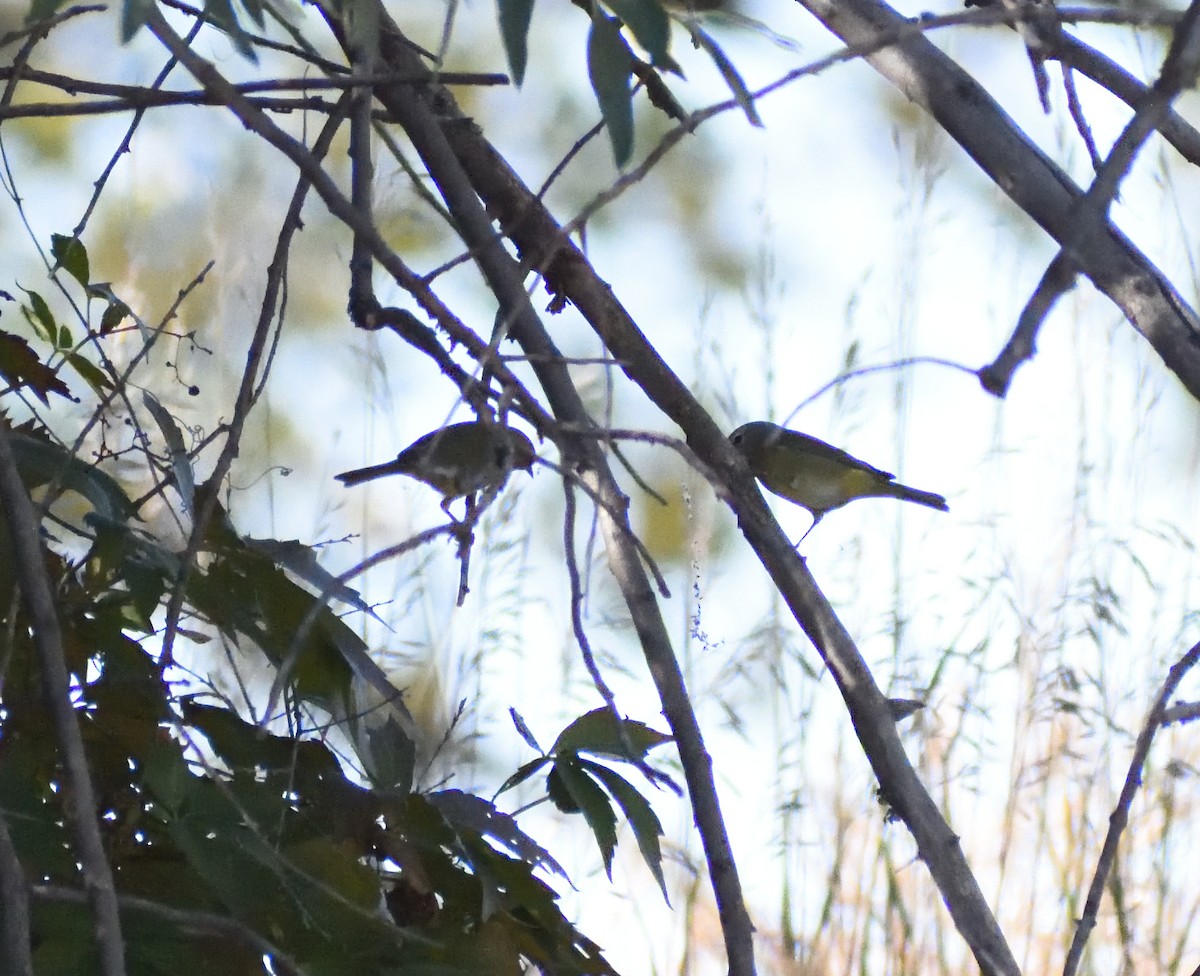 サメズアカアメリカムシクイ（celata／orestera） - ML647576878