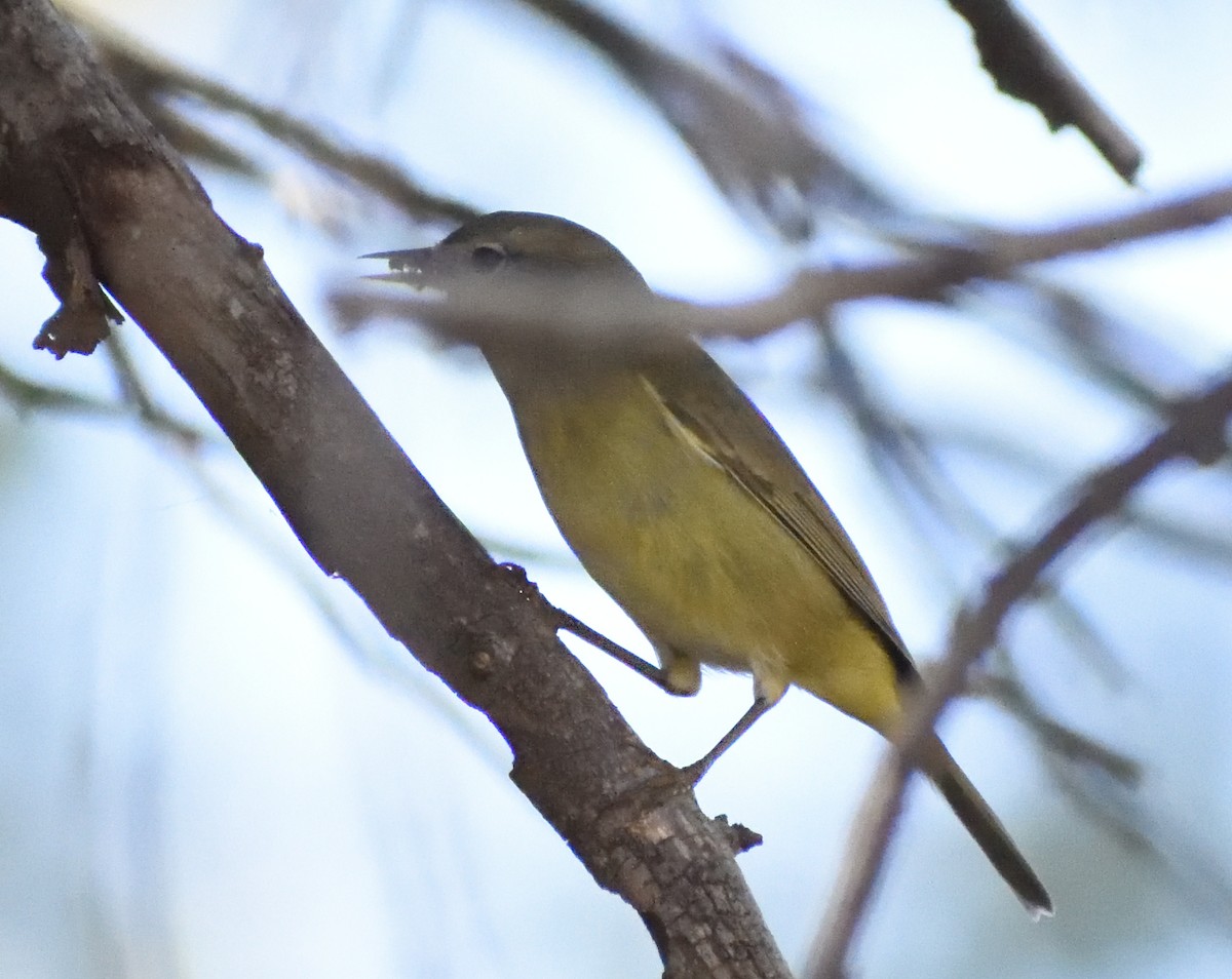 サメズアカアメリカムシクイ - ML647576880