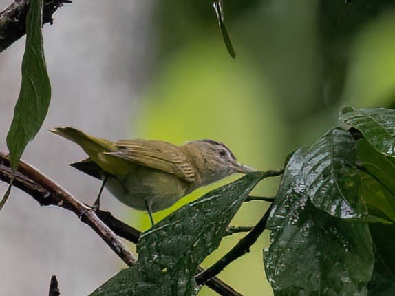 キバラアカメモズモドキ - ML647576882