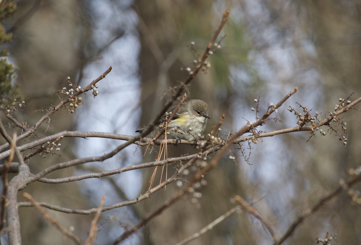 キヅタアメリカムシクイ - ML647576886