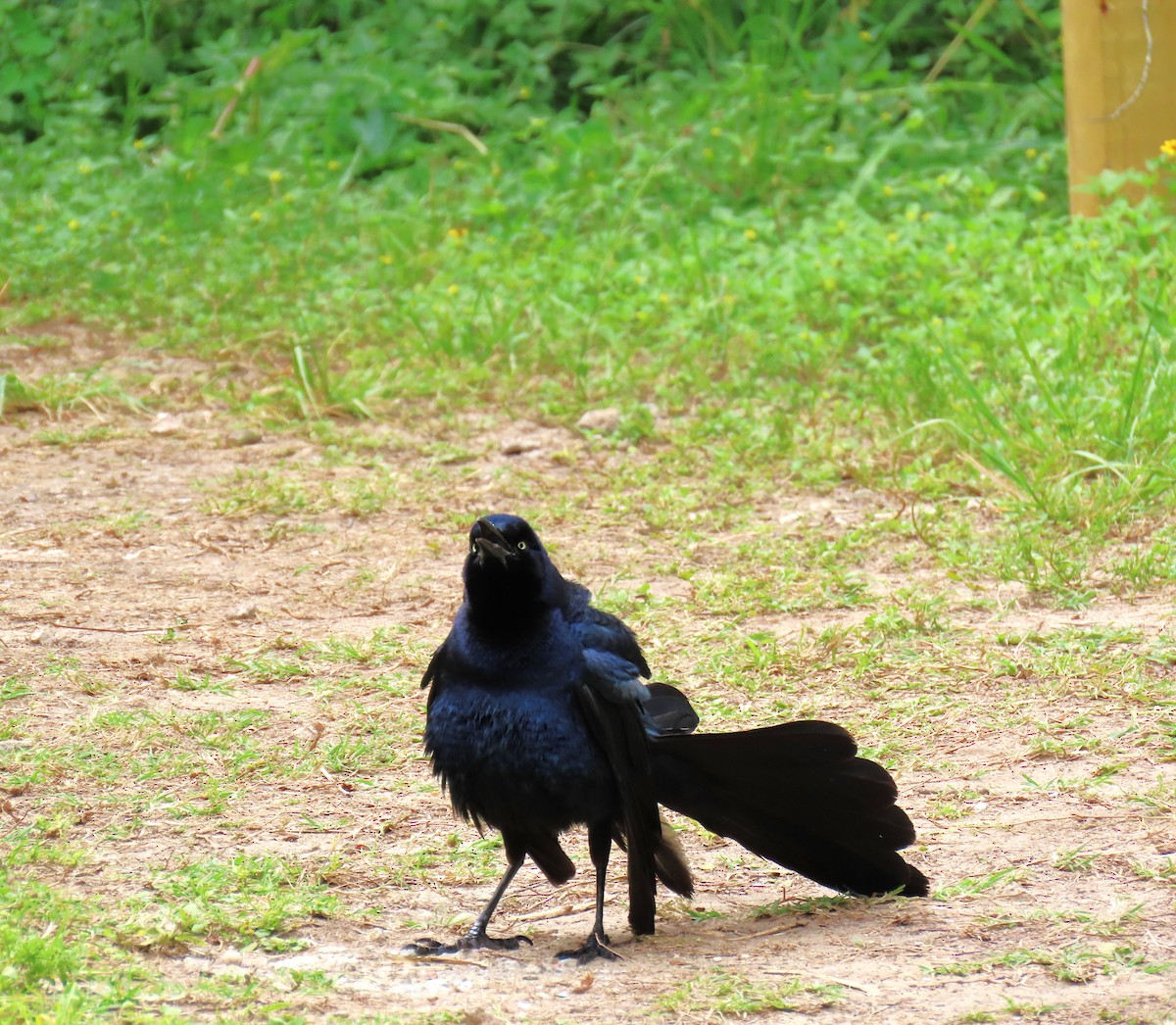 オナガクロムクドリモドキ - ML647576888