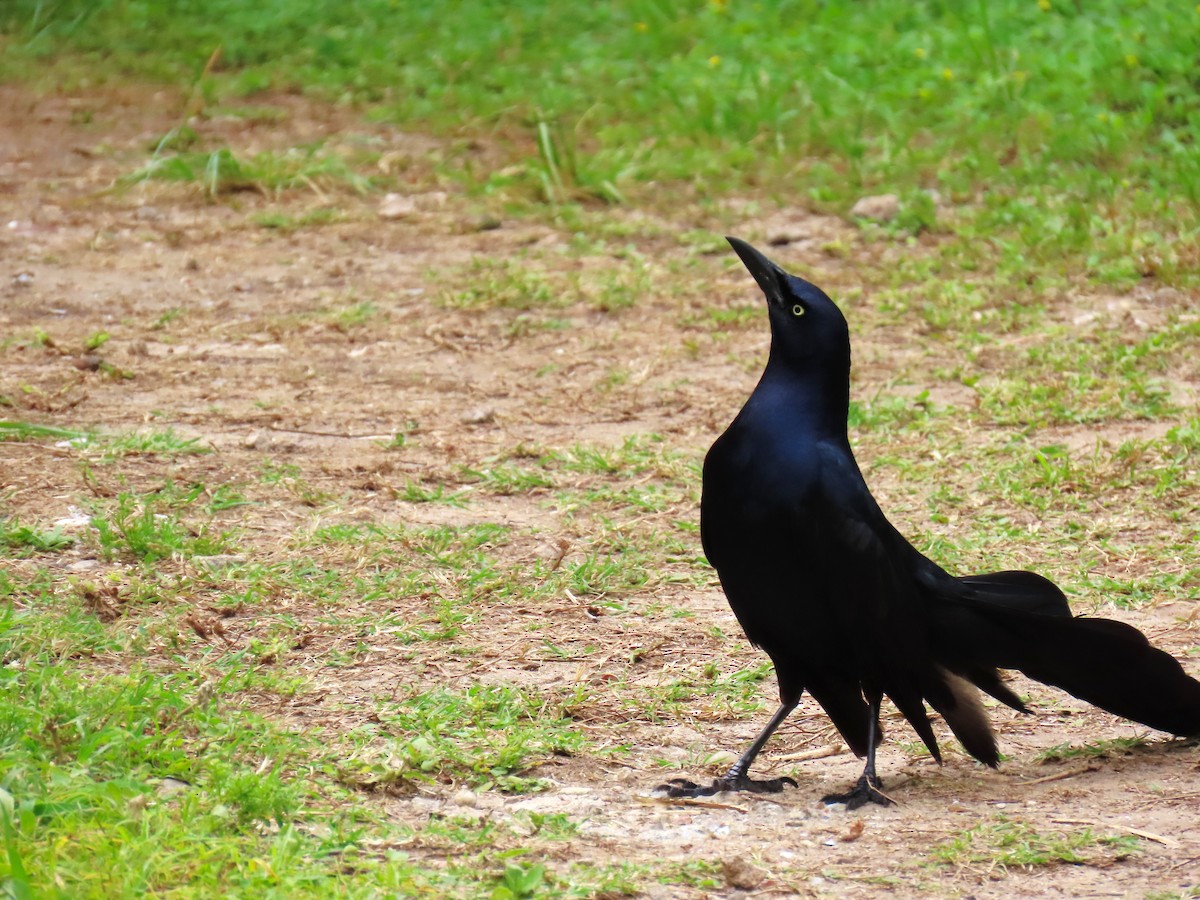 オナガクロムクドリモドキ - ML647576889