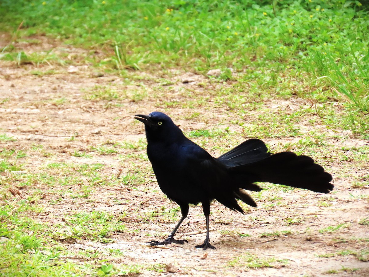 オナガクロムクドリモドキ - ML647576890