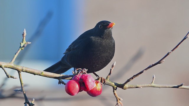 Дрізд чорний - ML647576891