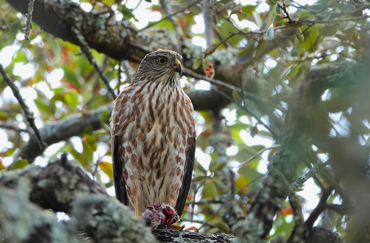 アシボソハイタカ - ML647576892