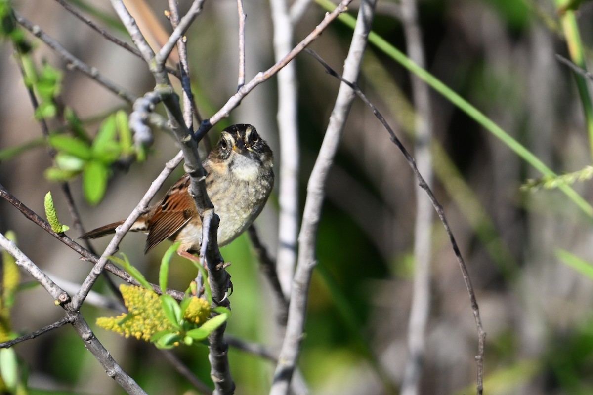 ヌマウタスズメ - ML647576893