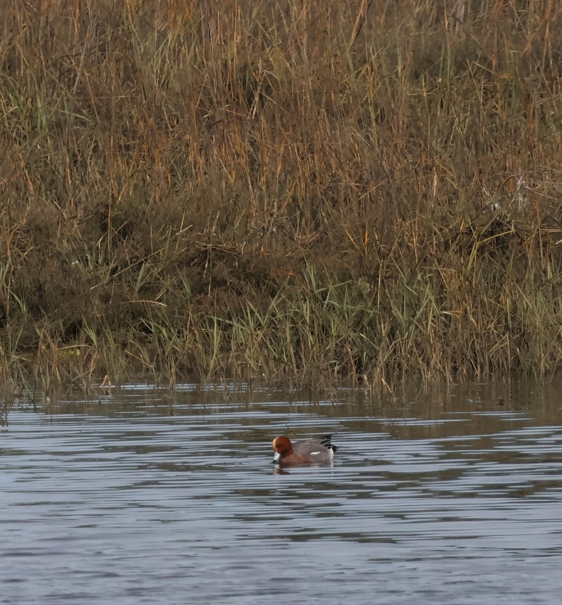 ヒドリガモ - ML647576894