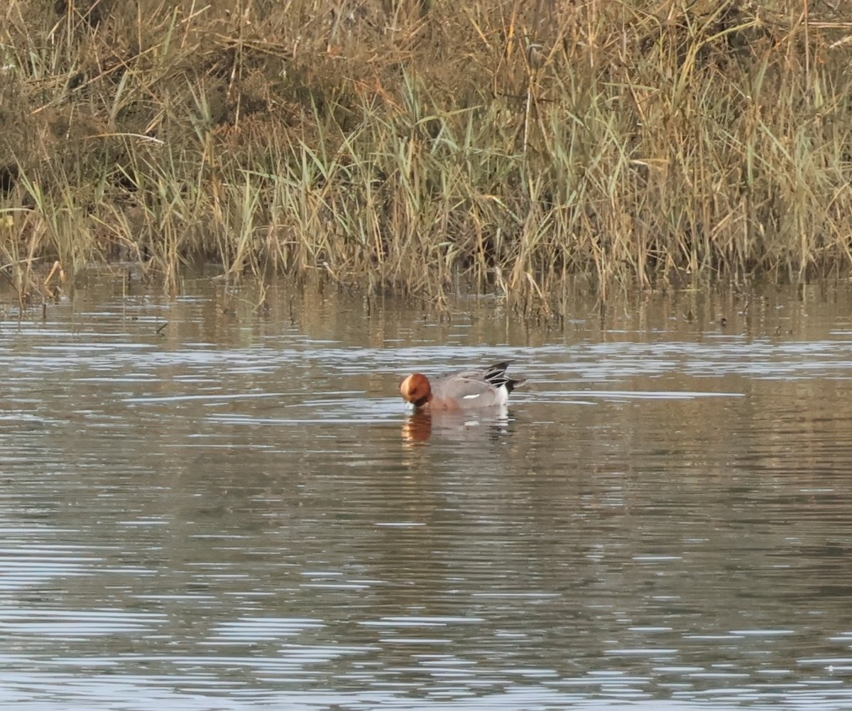 ヒドリガモ - ML647576895