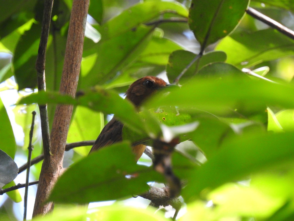 アカチャツグミマイコドリ - ML647576898