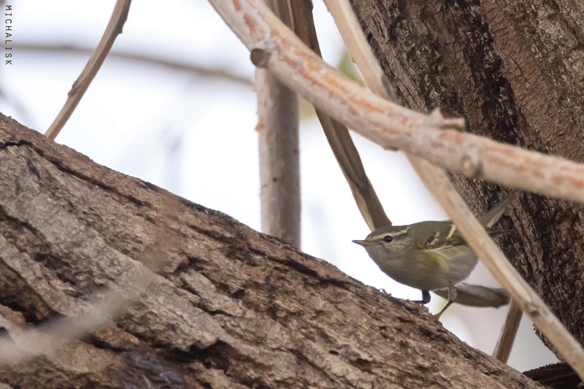 キマユムシクイ - ML647576899