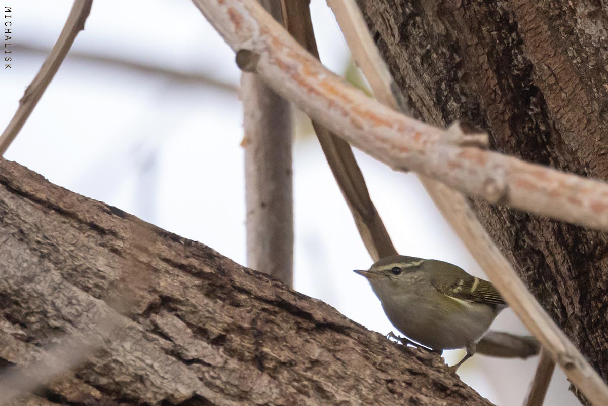 キマユムシクイ - ML647576900