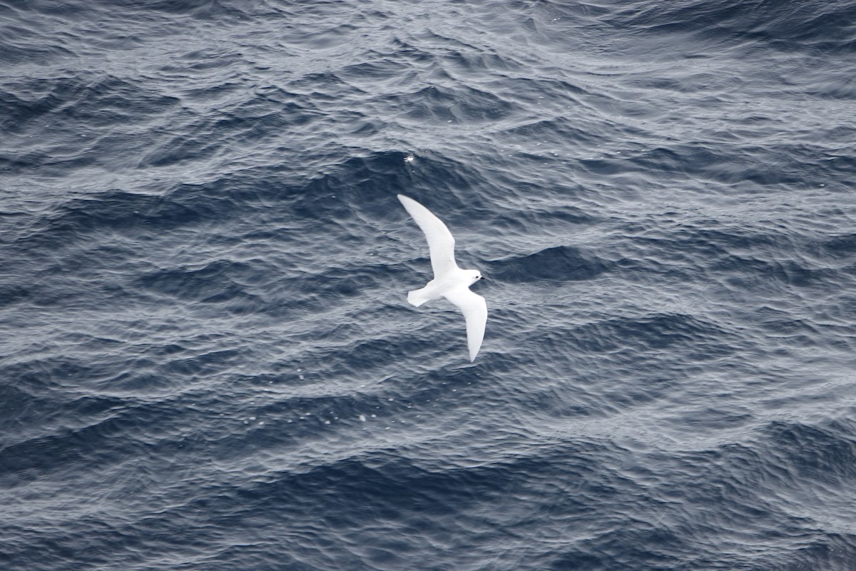 ユキドリ - ML647576901