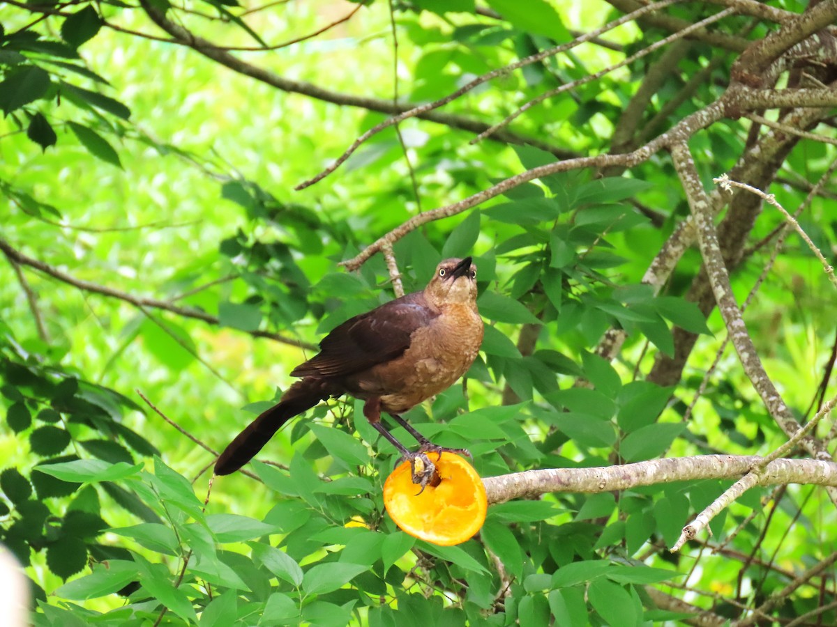 オナガクロムクドリモドキ - ML647576902