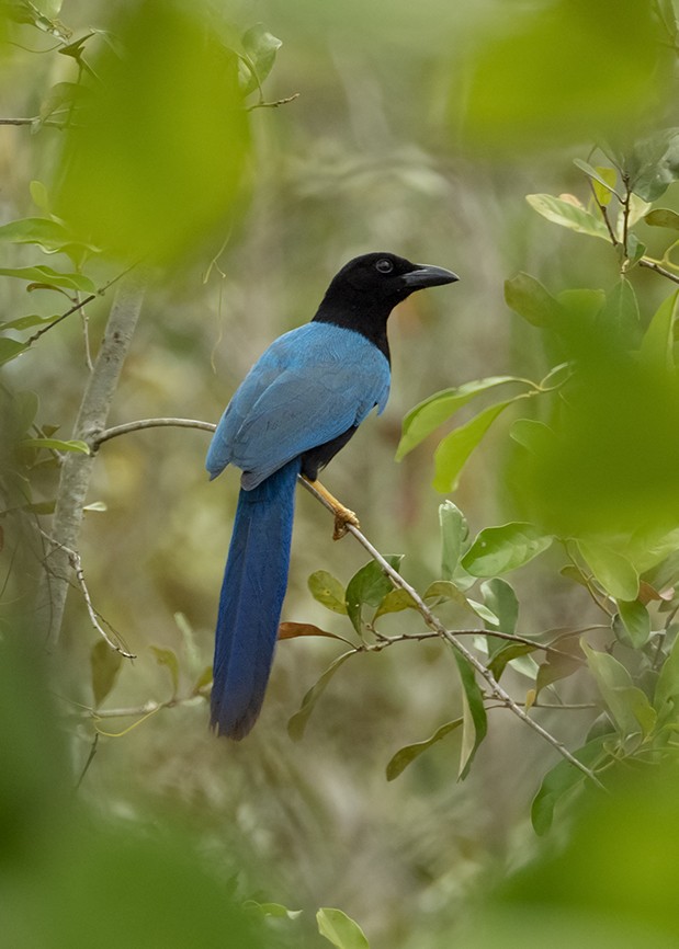 ユカタンヌレバカケス - ML647576903