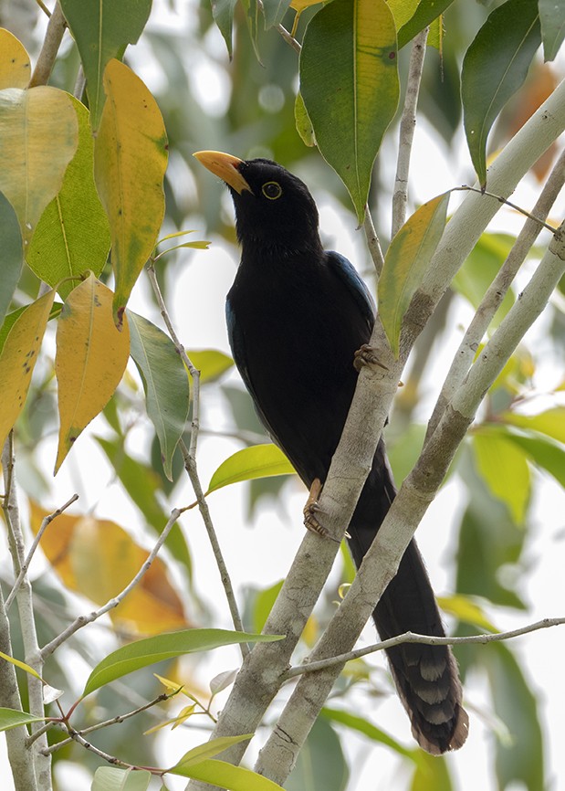 ユカタンヌレバカケス - ML647576904