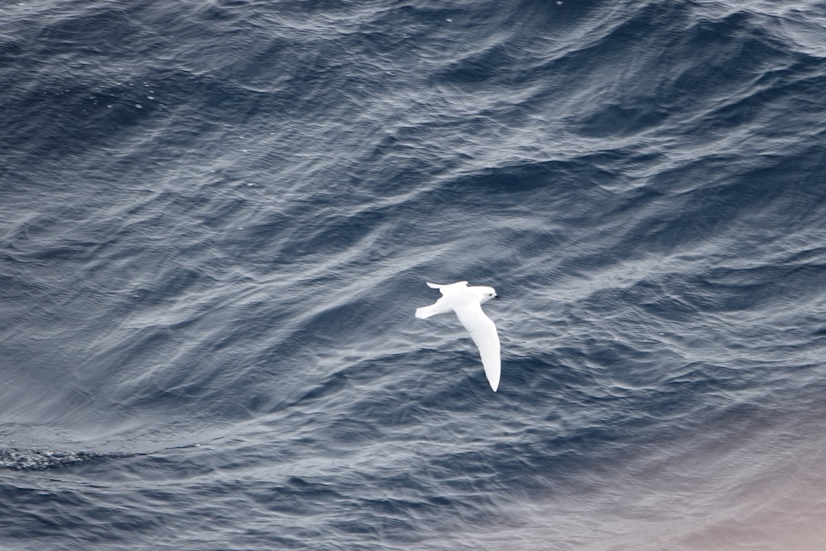 ユキドリ - ML647576905