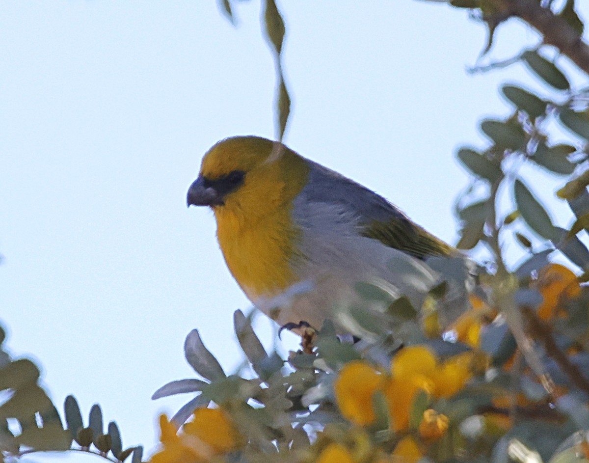 キムネハワイマシコ - ML647576906