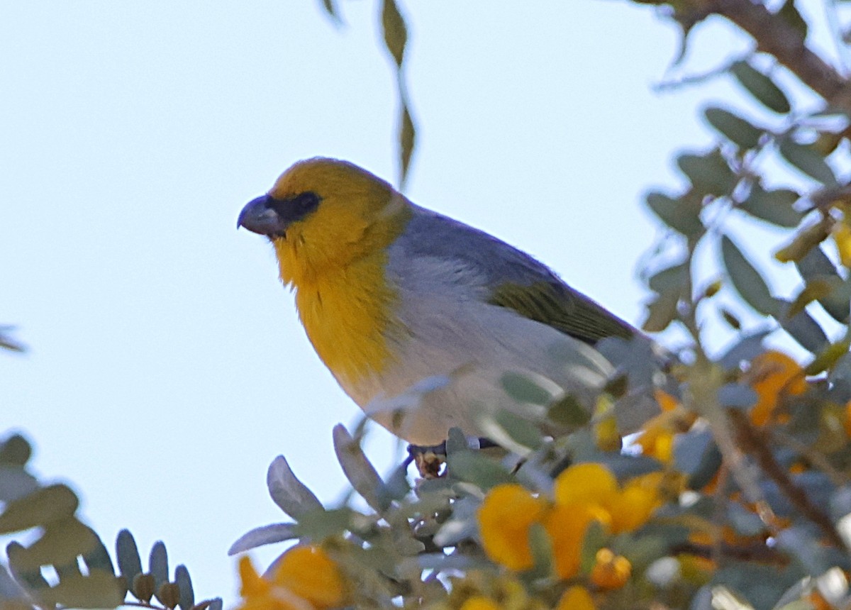 キムネハワイマシコ - ML647576907