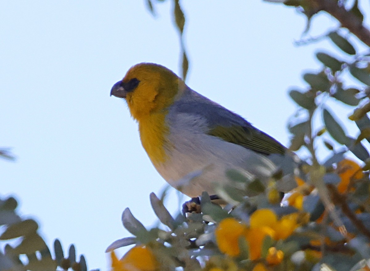 キムネハワイマシコ - ML647576908