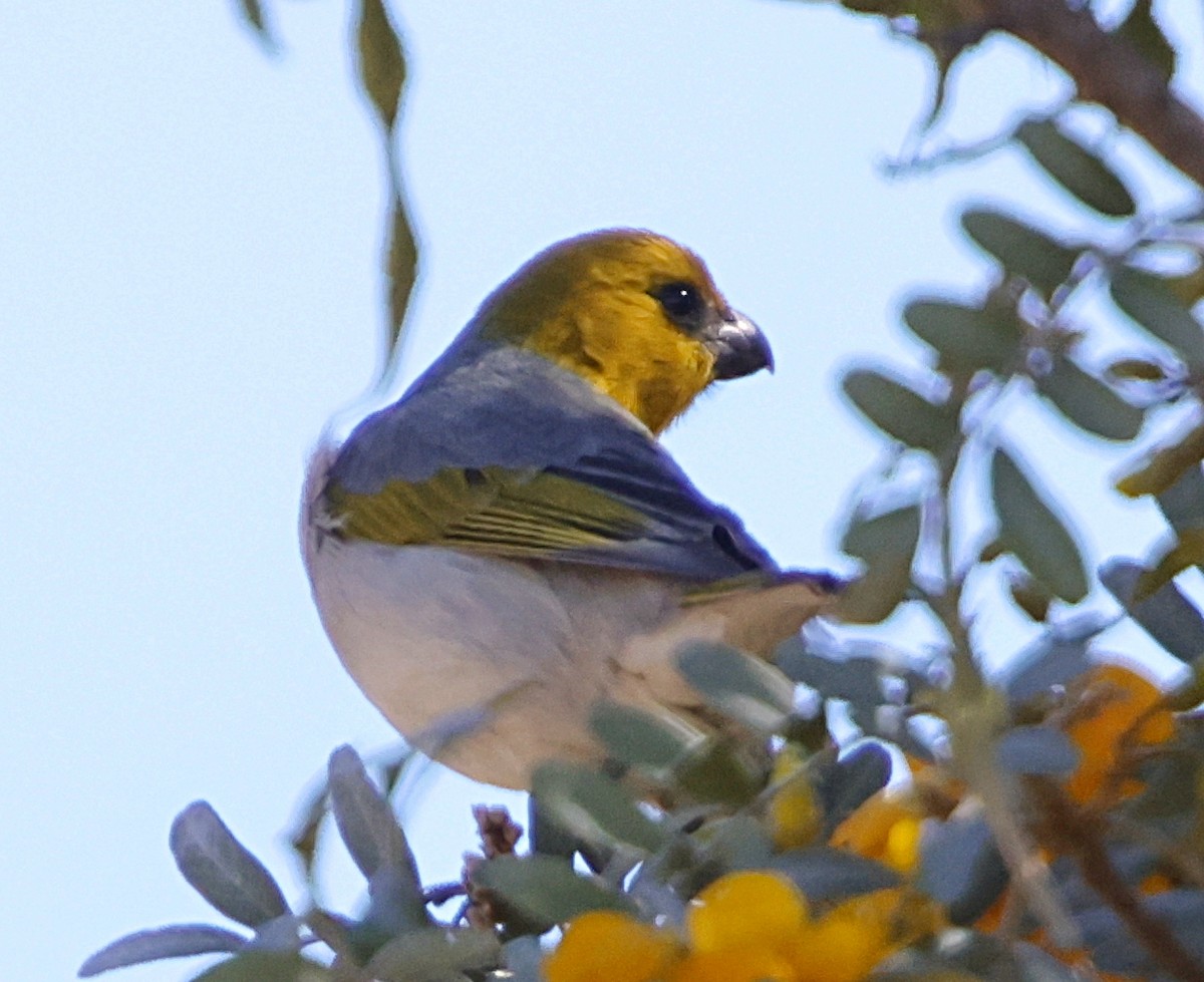 キムネハワイマシコ - ML647576909